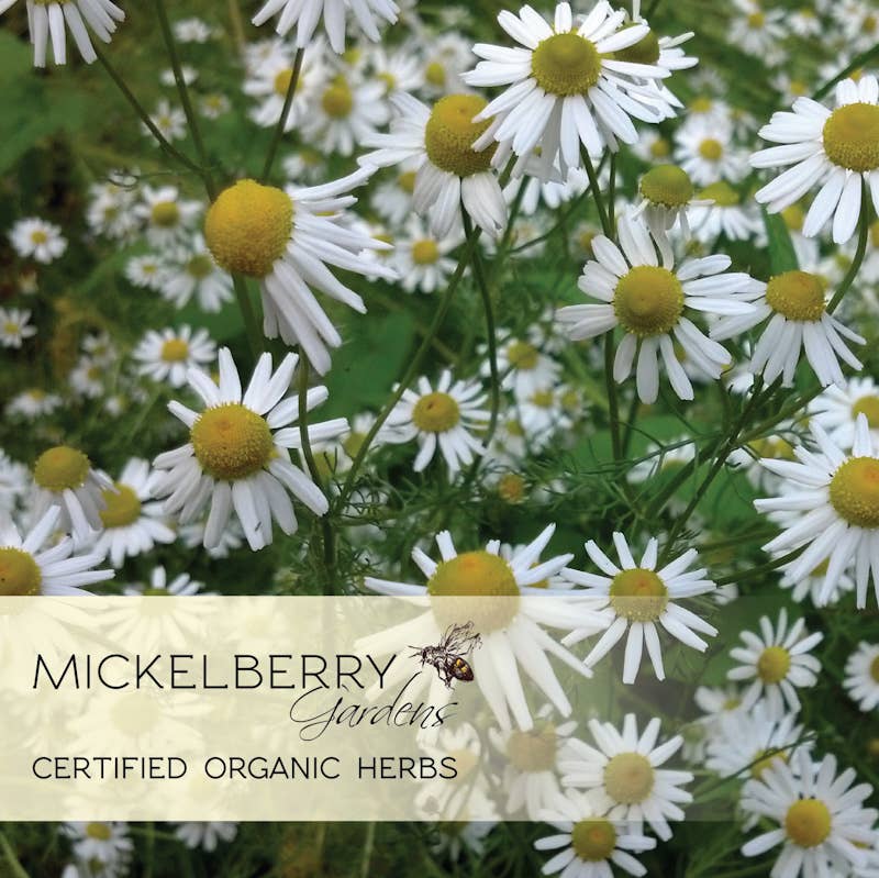 Relaxation Honey Tonic - Marilyn's Marketplace